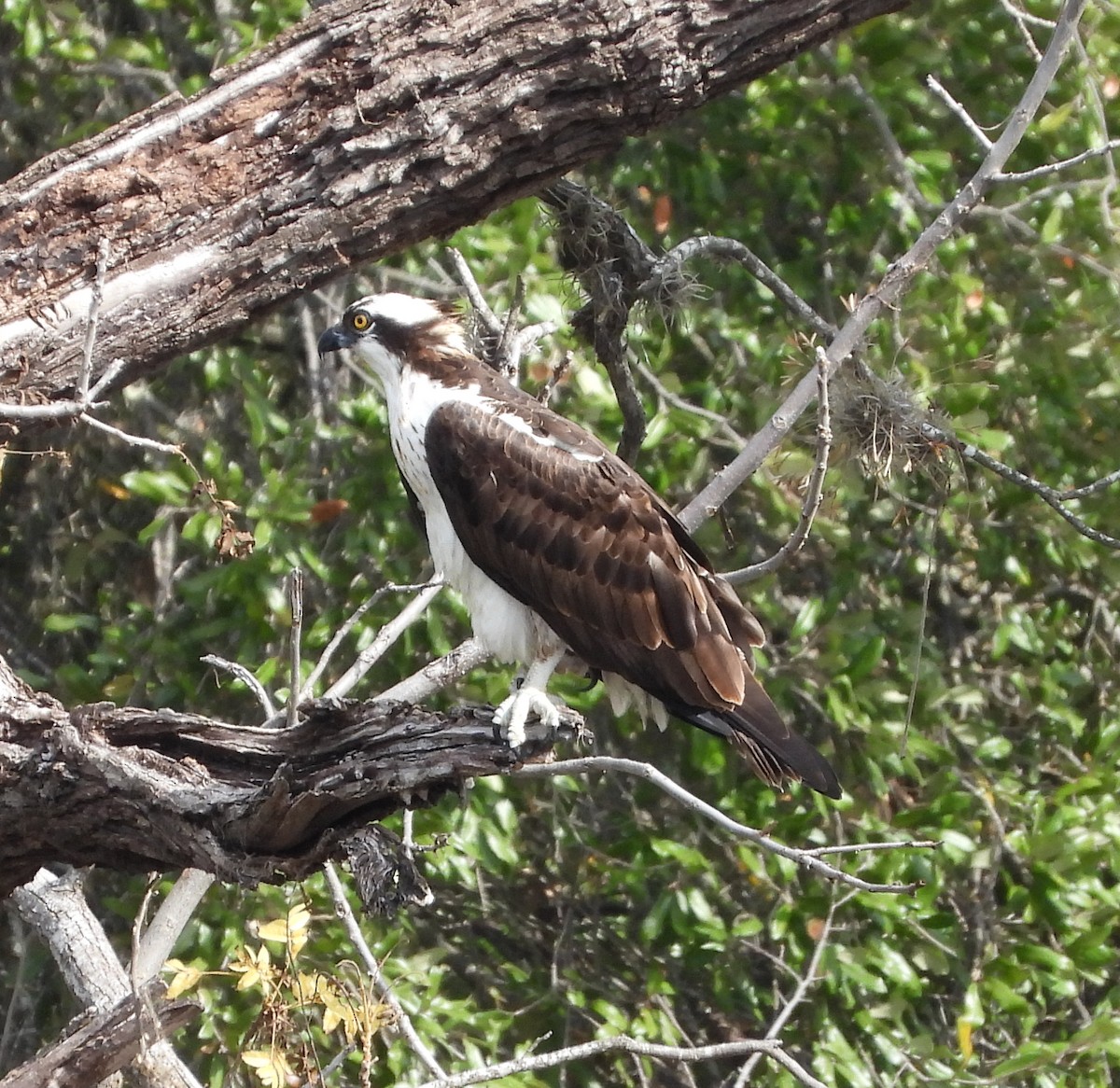Скопа західна - ML647464527