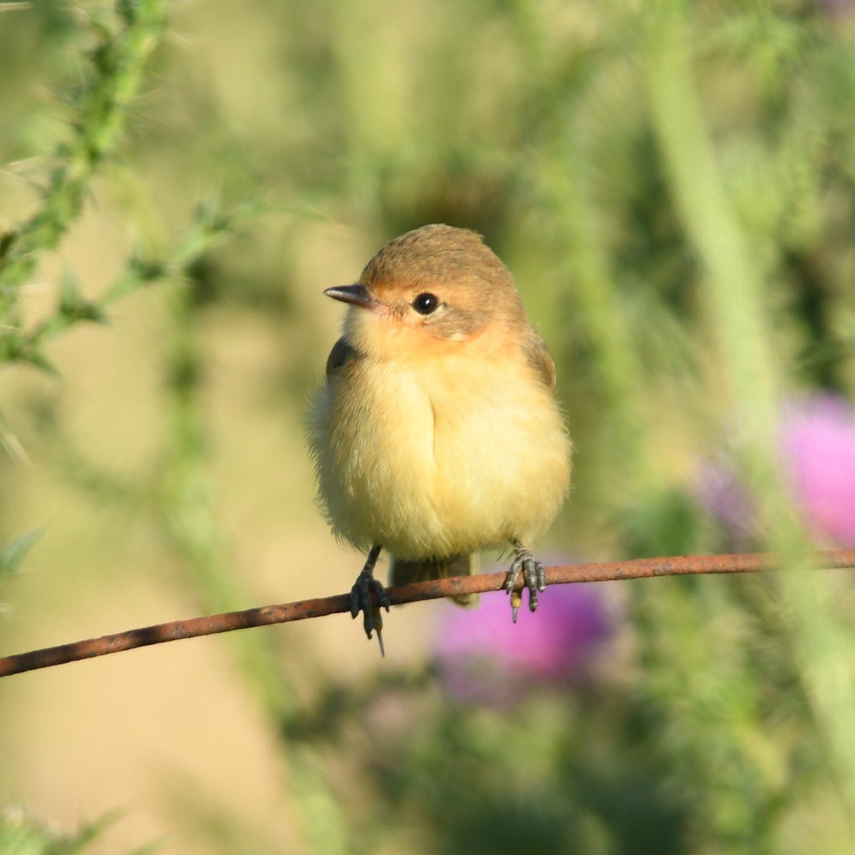 Тачурі-сірочуб темногорлий - ML647464530