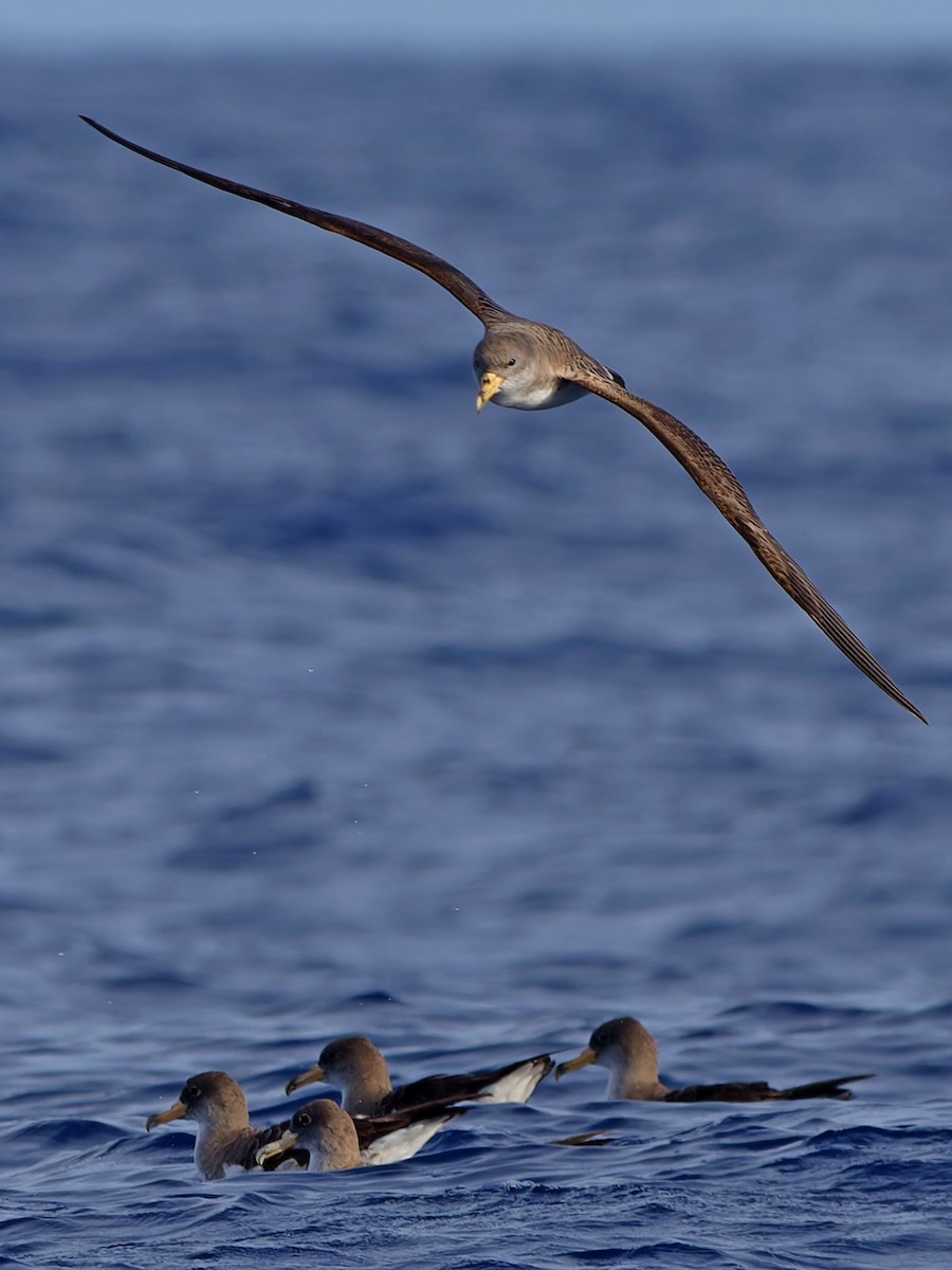 Буревісник бореальний - ML647464531