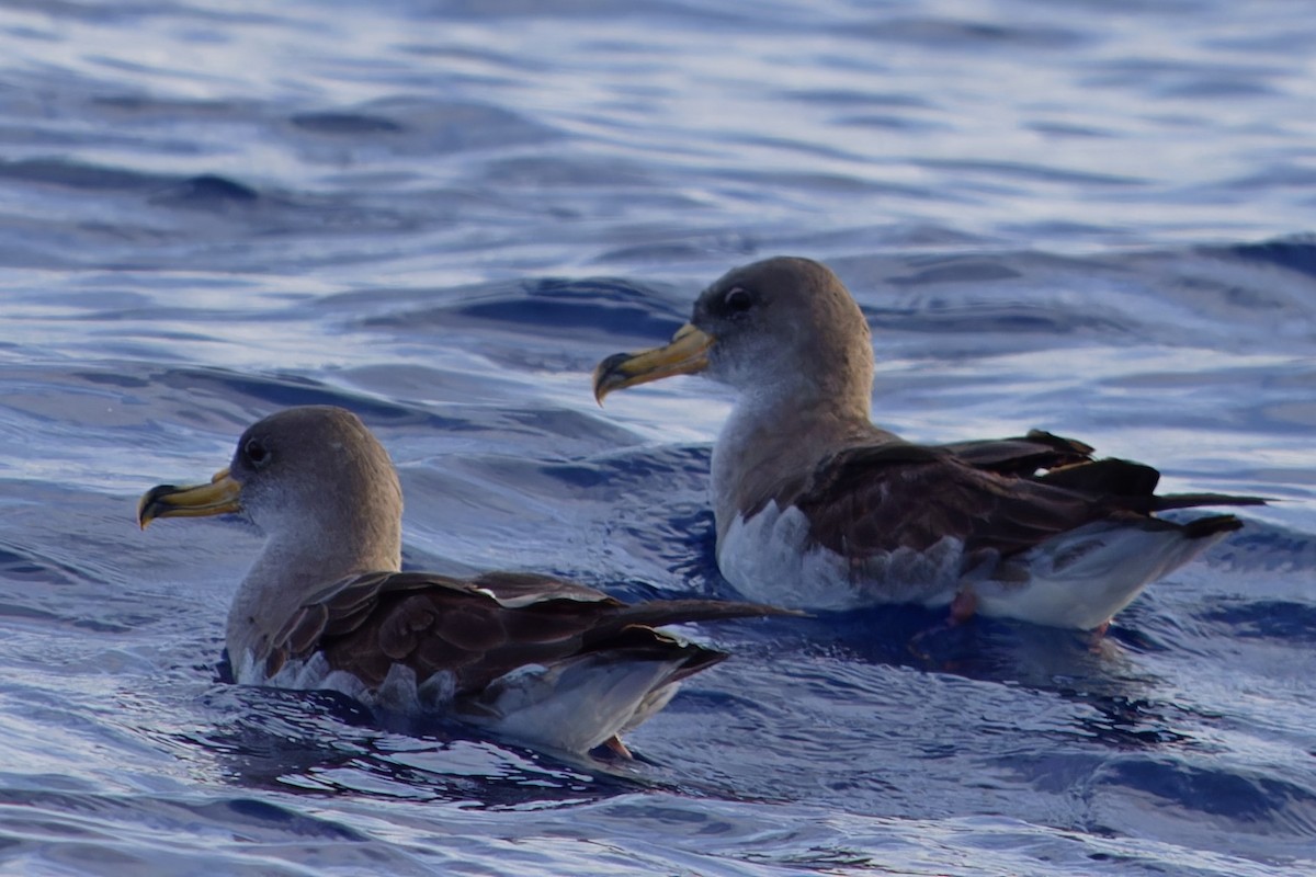 Буревісник бореальний - ML647464532