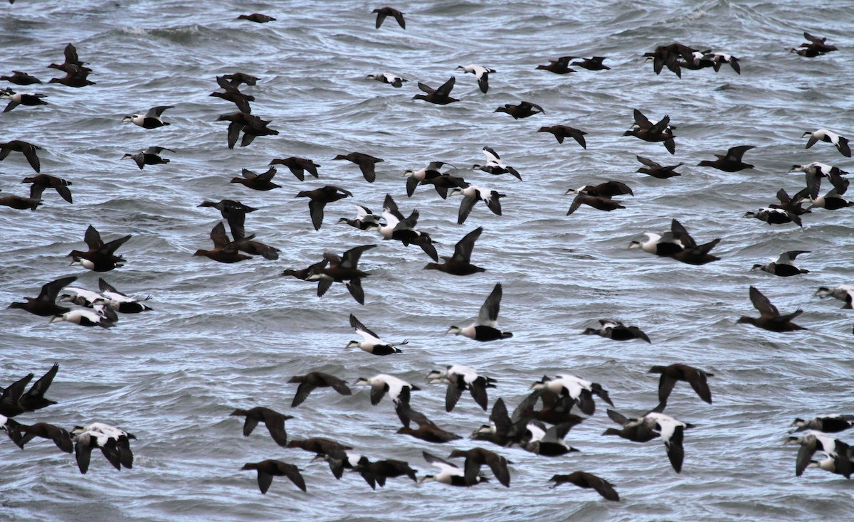 Пухівка зеленошия - ML647464533