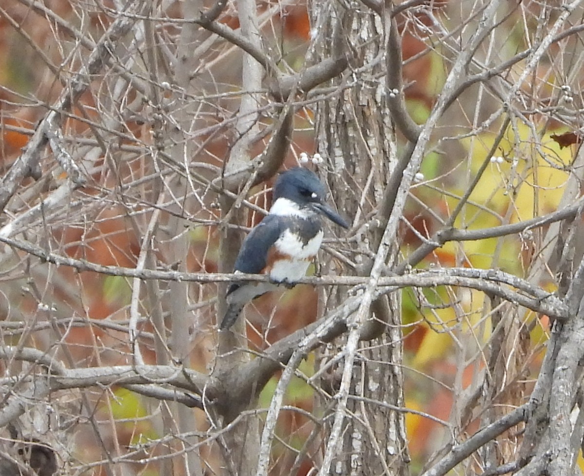 Рибалочка-чубань північний - ML647464534