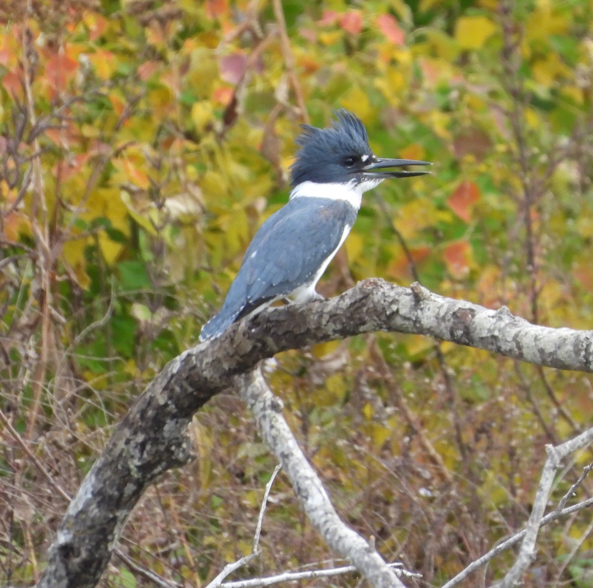Рибалочка-чубань північний - ML647464535
