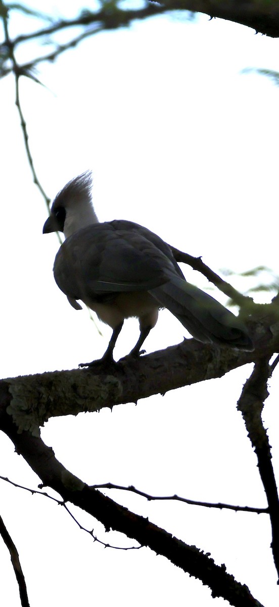 Галасник гологорлий - ML647464536