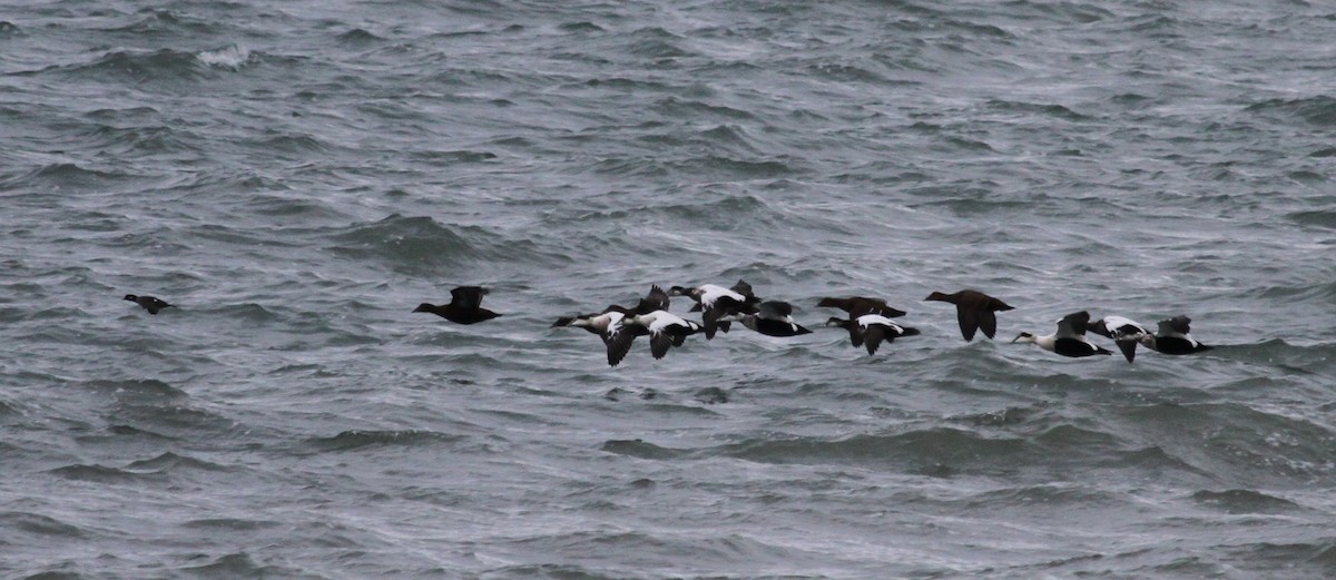 Гоголь малий - ML647464537