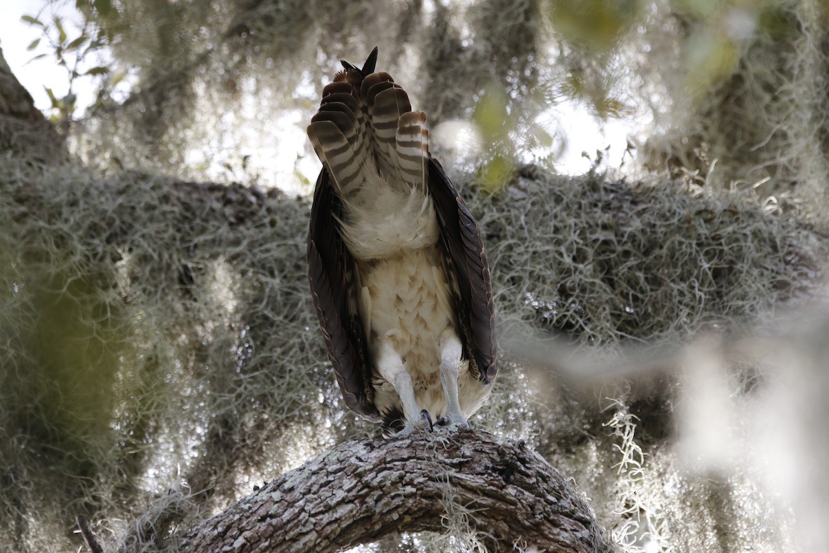 Скопа західна - ML647464538