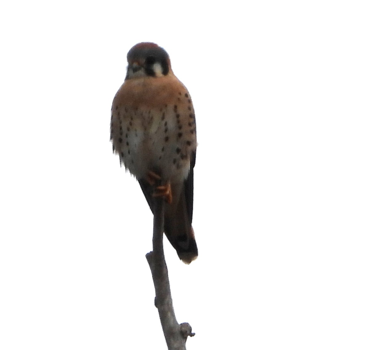 Боривітер американський - ML647464540