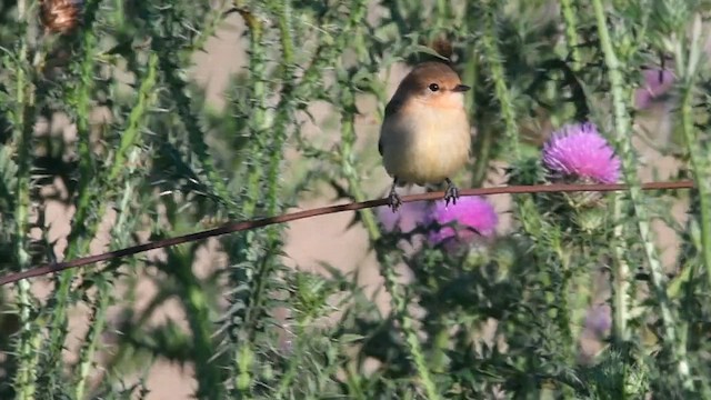 Sakallı Taçuri - ML647464541