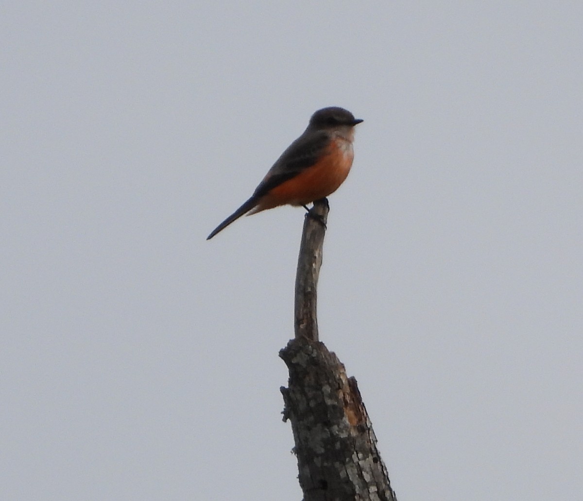 Москверо вогнистий - ML647464542