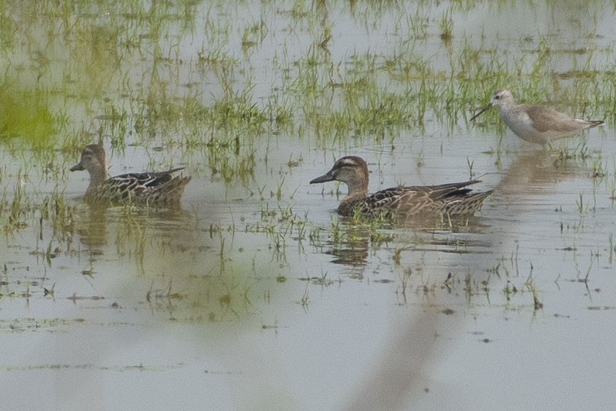 Чирянка велика - ML647464544