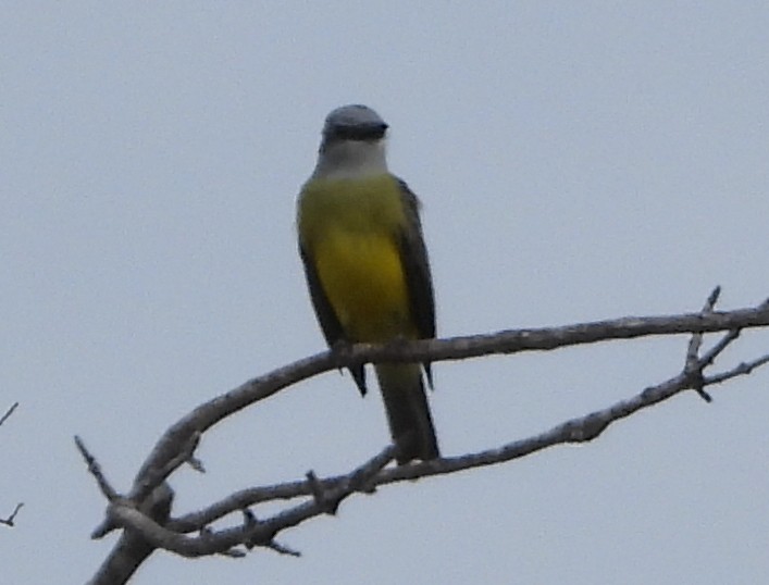 Тиран техаський - ML647464545