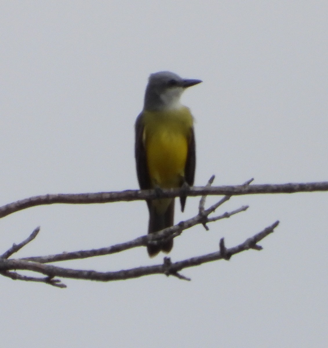 Тиран техаський - ML647464546