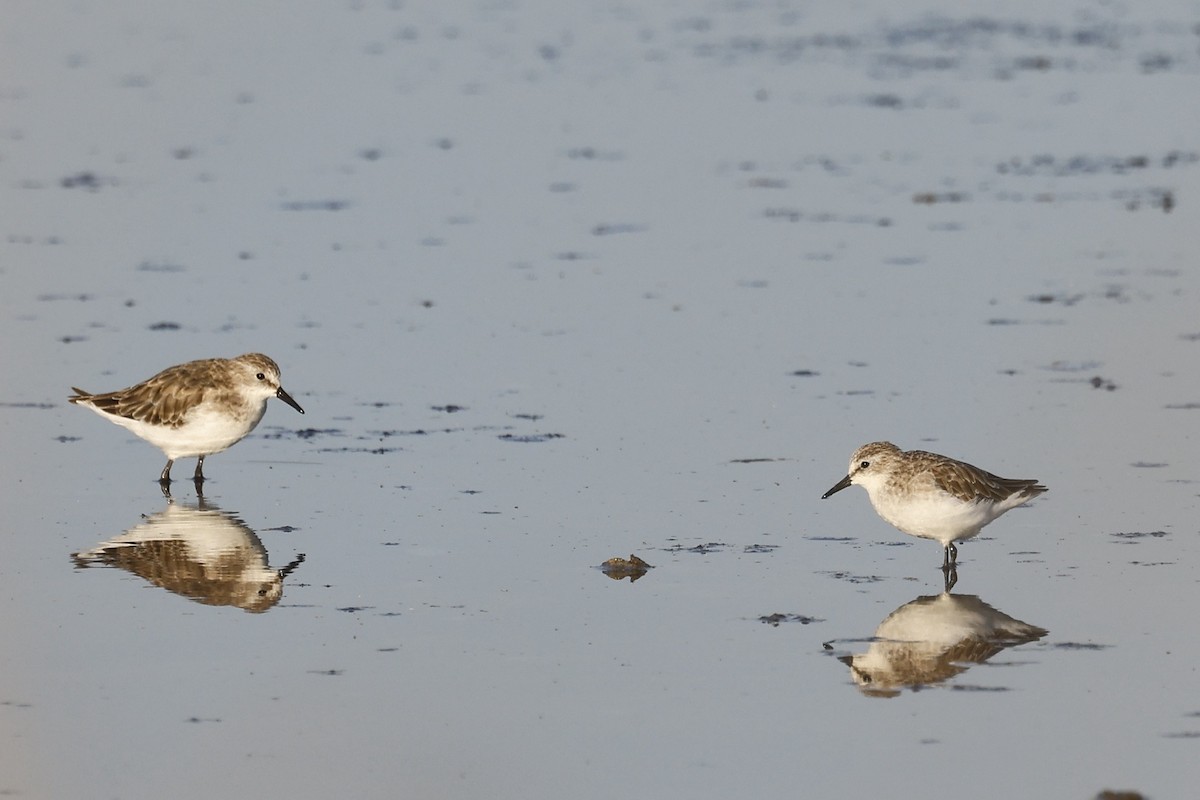 Küçük Kumkuşu - ML647464547