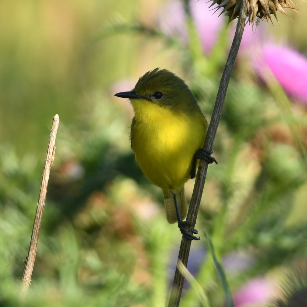 Subtropical Doradito - ML647464580