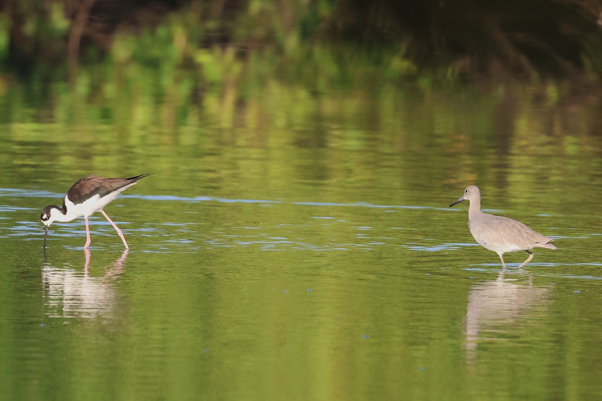 Black-necked Stilt (Black-necked) - ML647464582