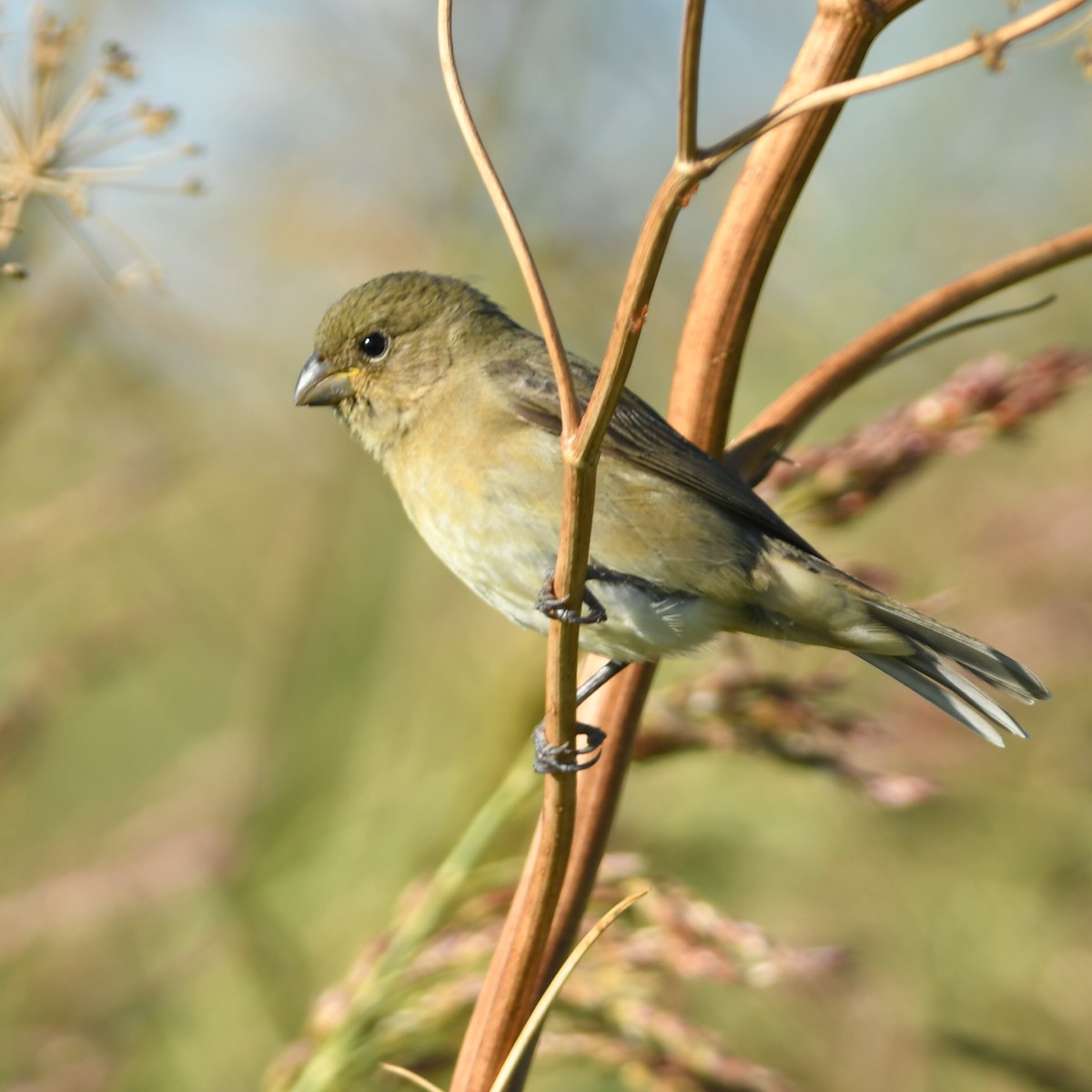 Double-collared Seedeater - ML647464583