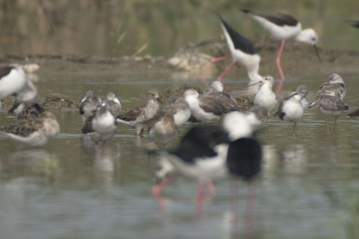 流蘇鷸 - ML647464584