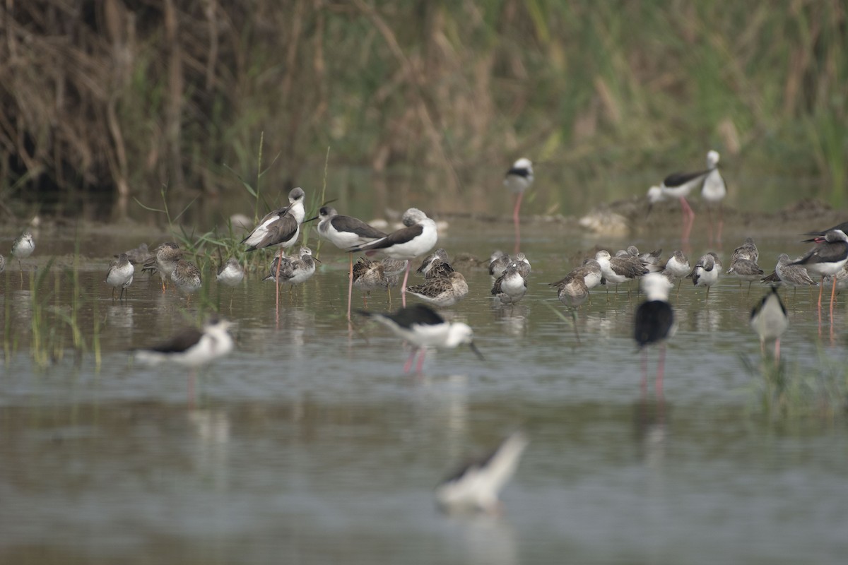 流蘇鷸 - ML647464585