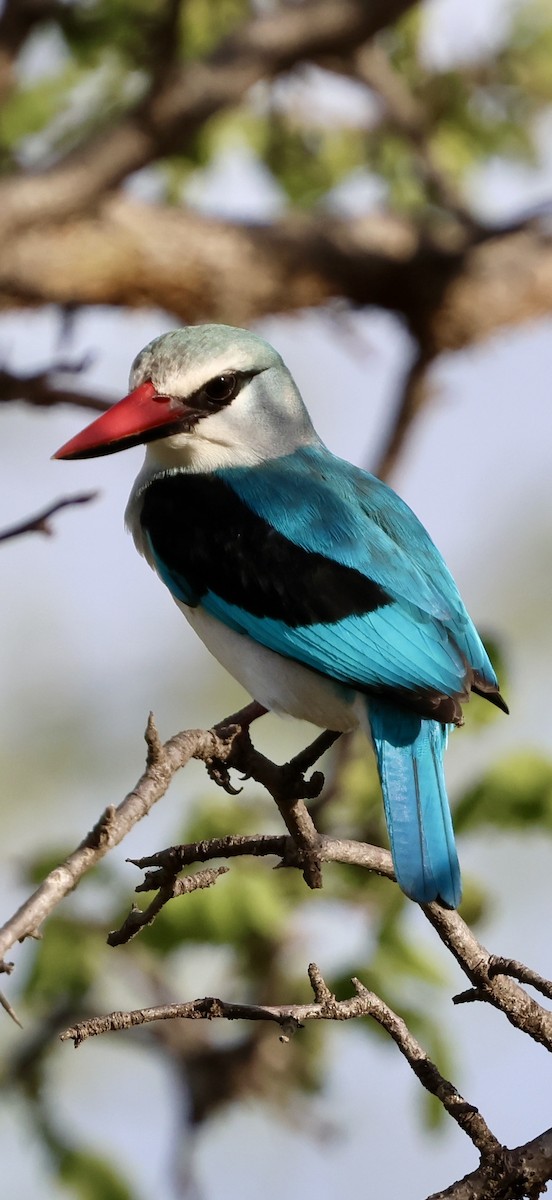 Woodland Kingfisher - ML647464586