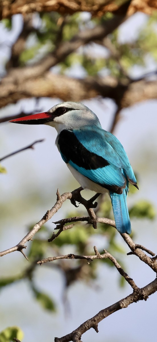 Woodland Kingfisher - ML647464587