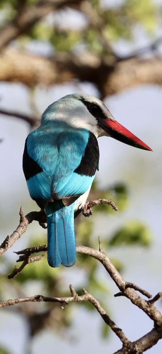 Woodland Kingfisher - ML647464588