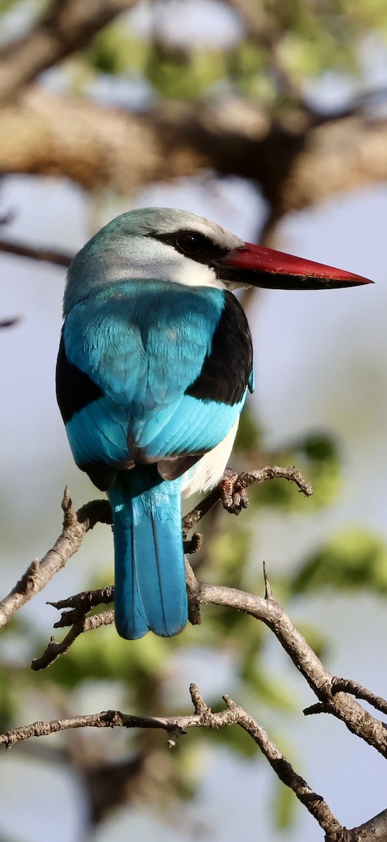 Woodland Kingfisher - ML647464589