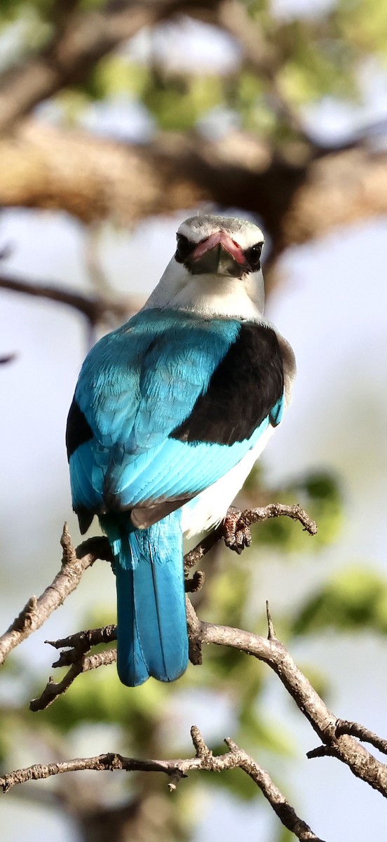Woodland Kingfisher - ML647464590