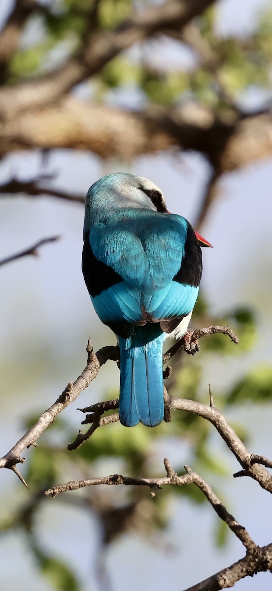 Woodland Kingfisher - ML647464591