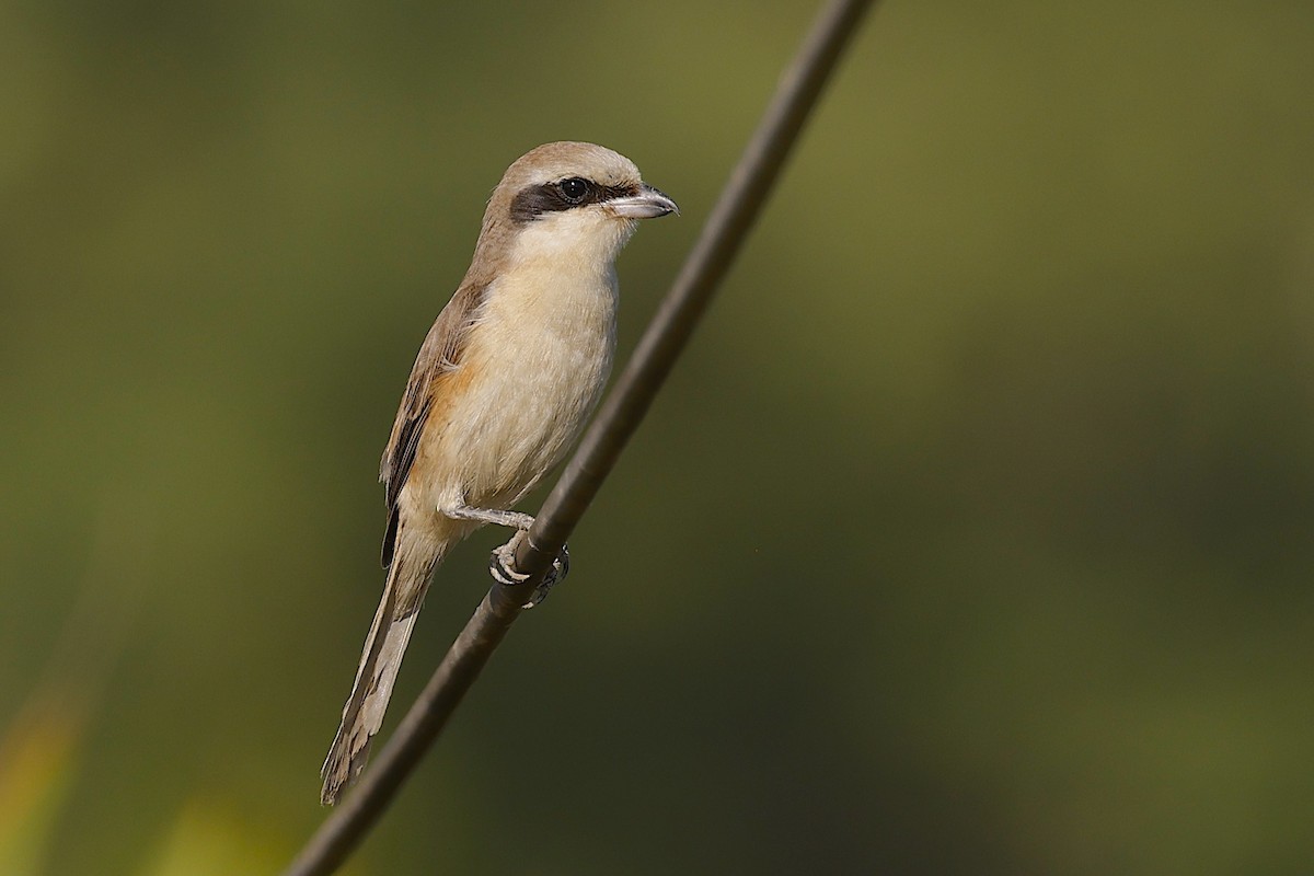 紅尾伯勞 - ML647464593