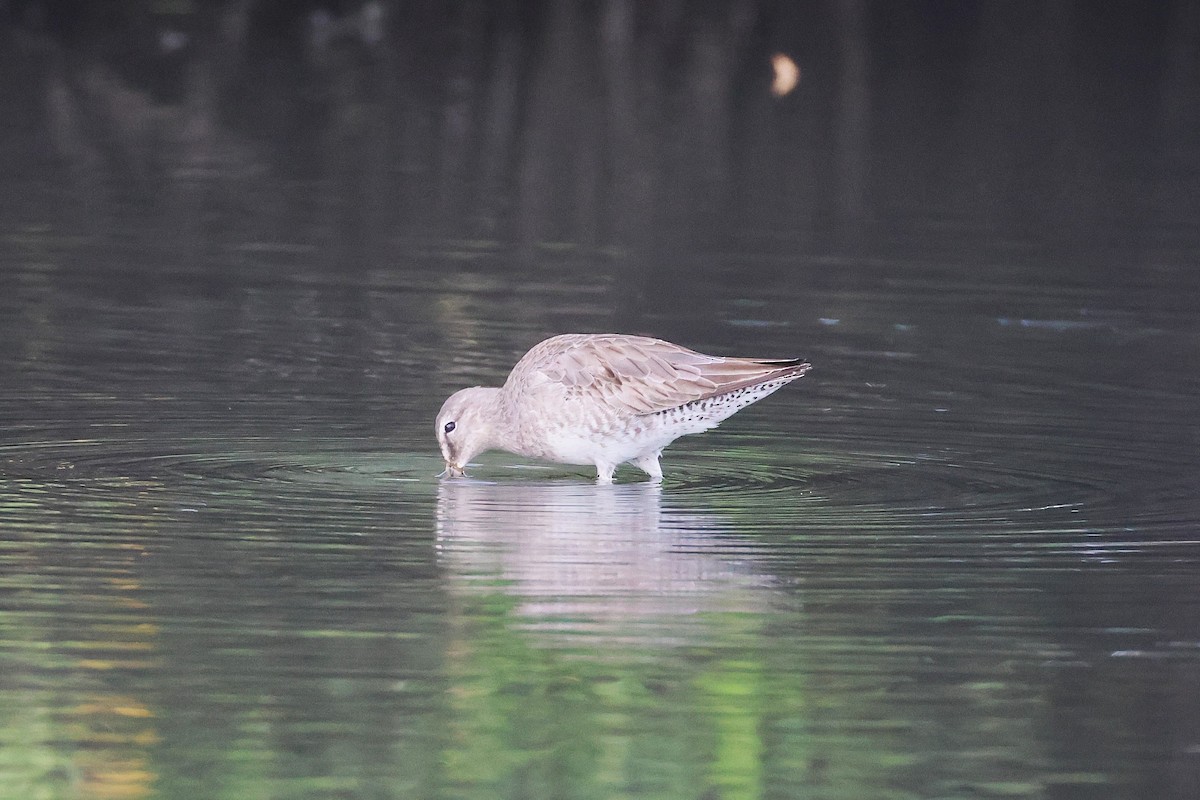 短嘴半蹼鷸/長嘴半蹼鷸 - ML647464594
