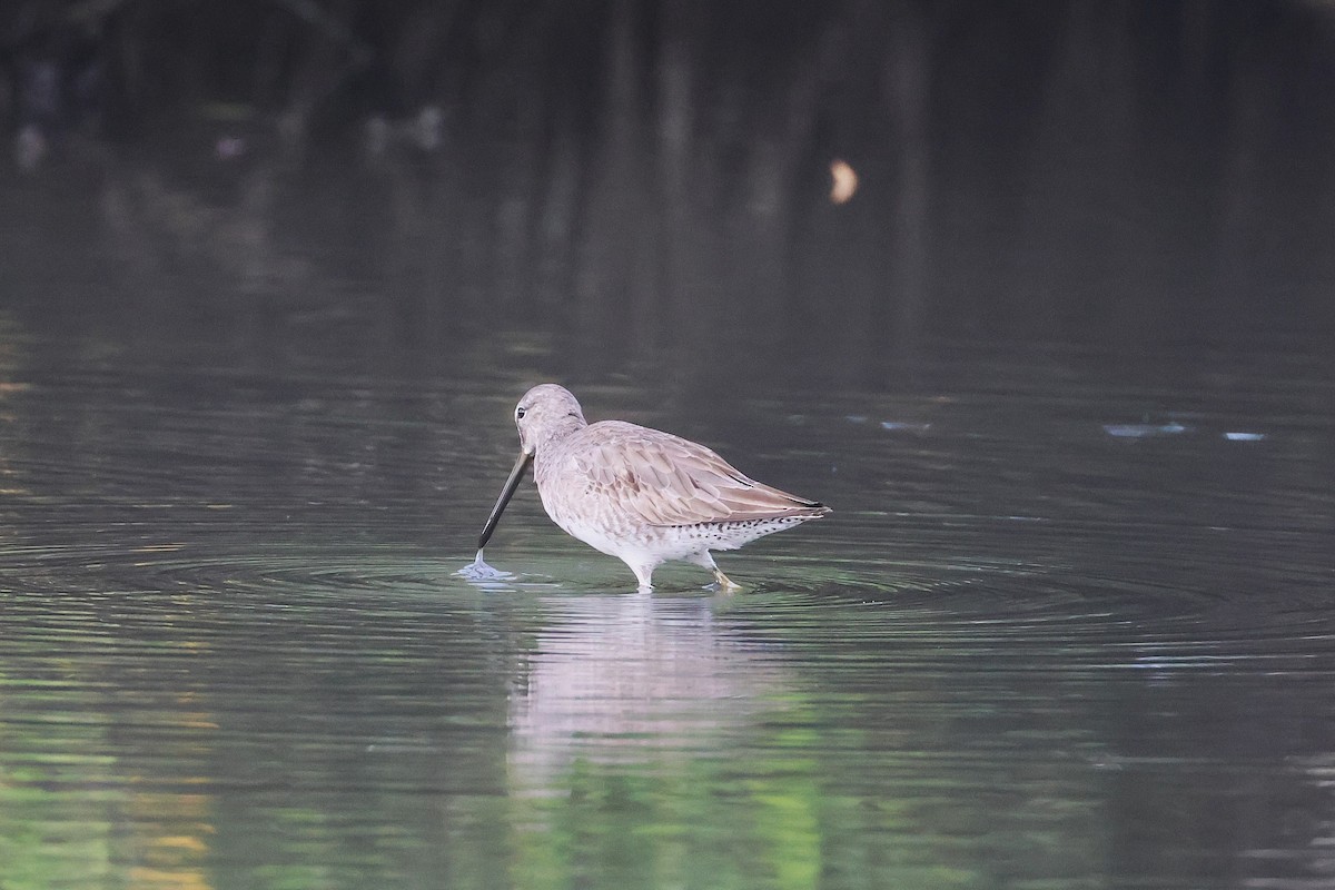 短嘴半蹼鷸/長嘴半蹼鷸 - ML647464595