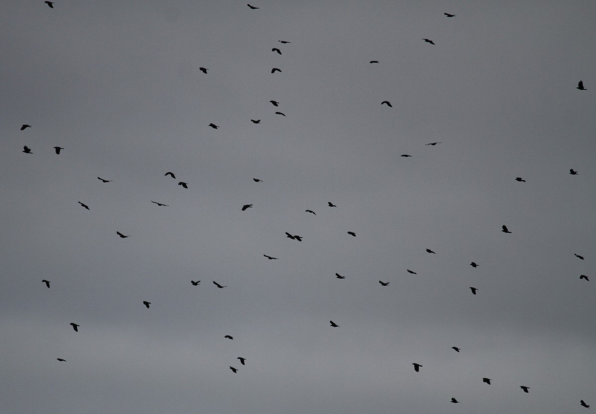 American Crow - ML647464596