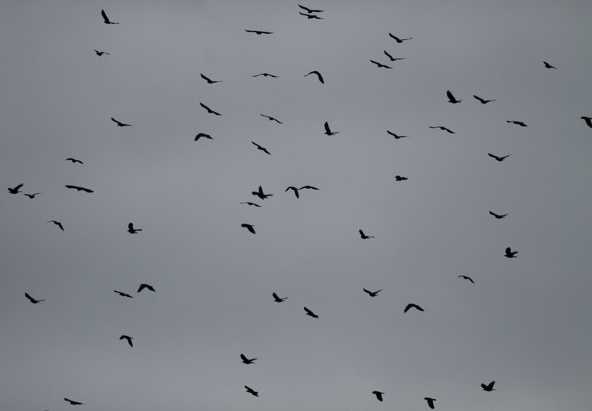 American Crow - ML647464597