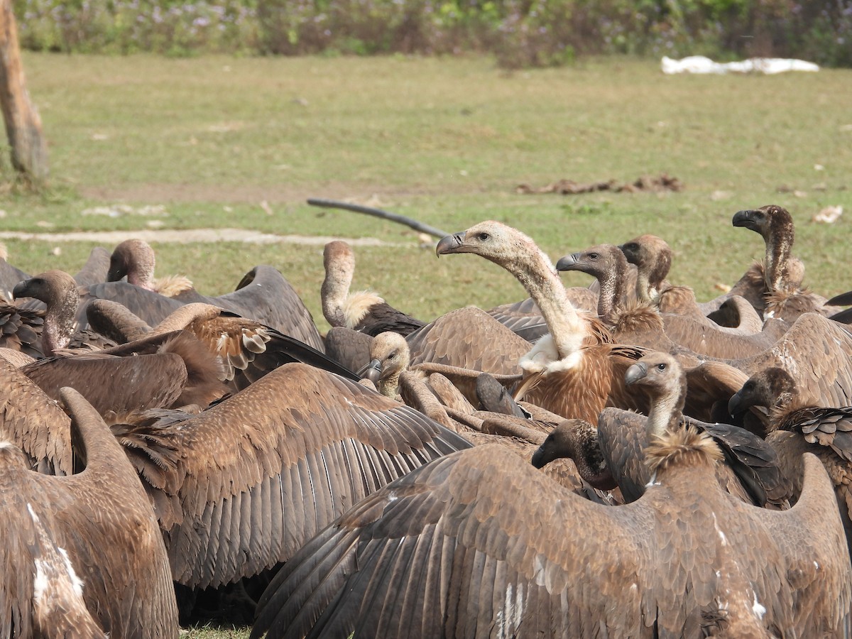 Himalayan Griffon - ML647464598