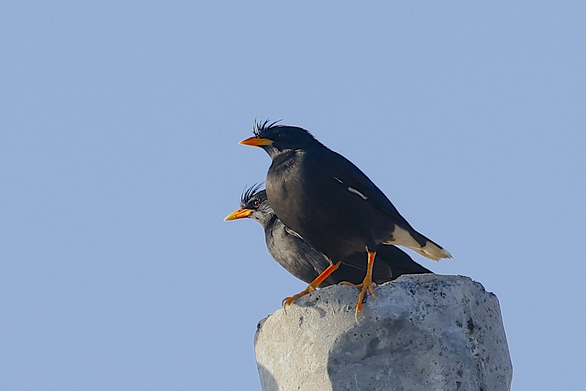 大八哥(叢八哥) - ML647464599