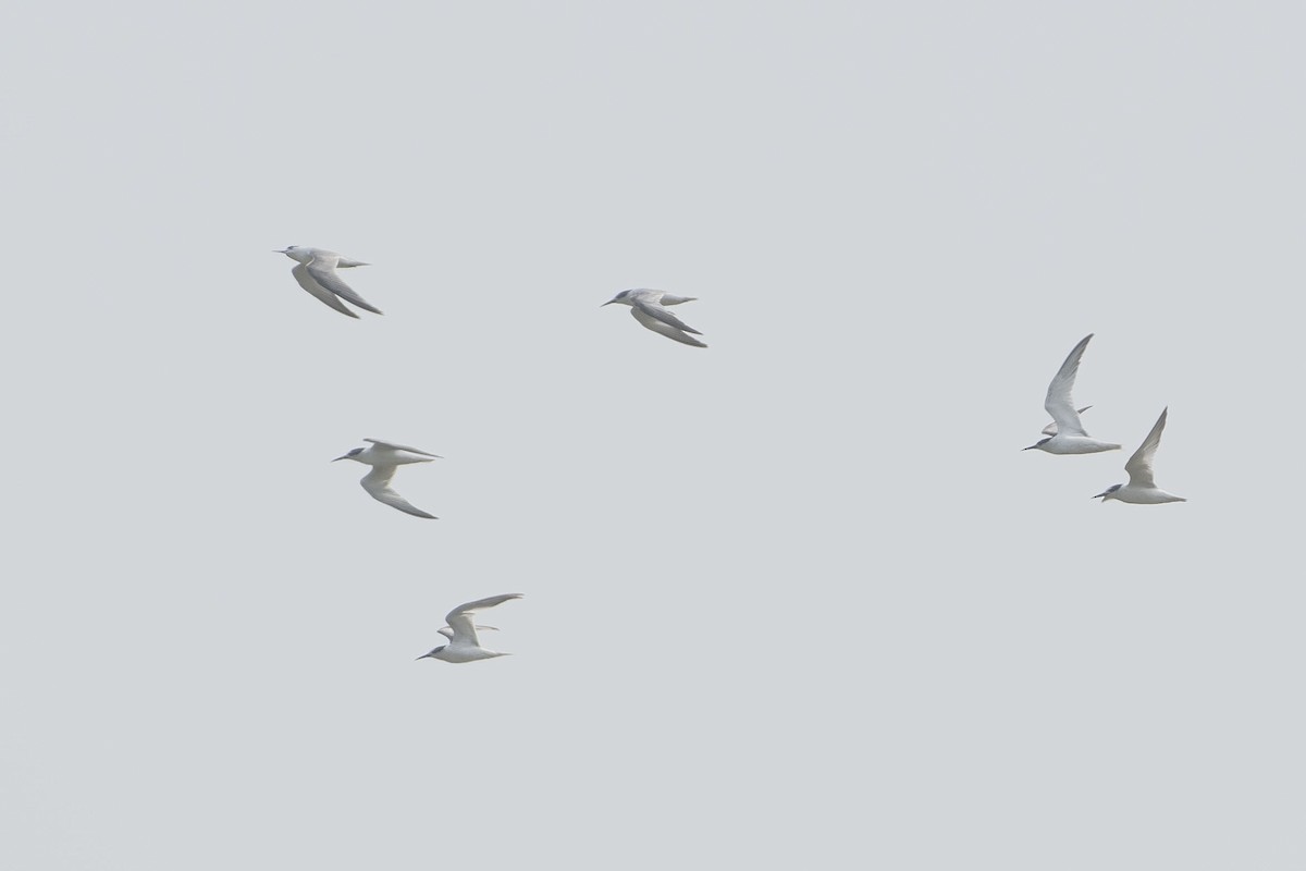 小燕鷗 - ML647464600