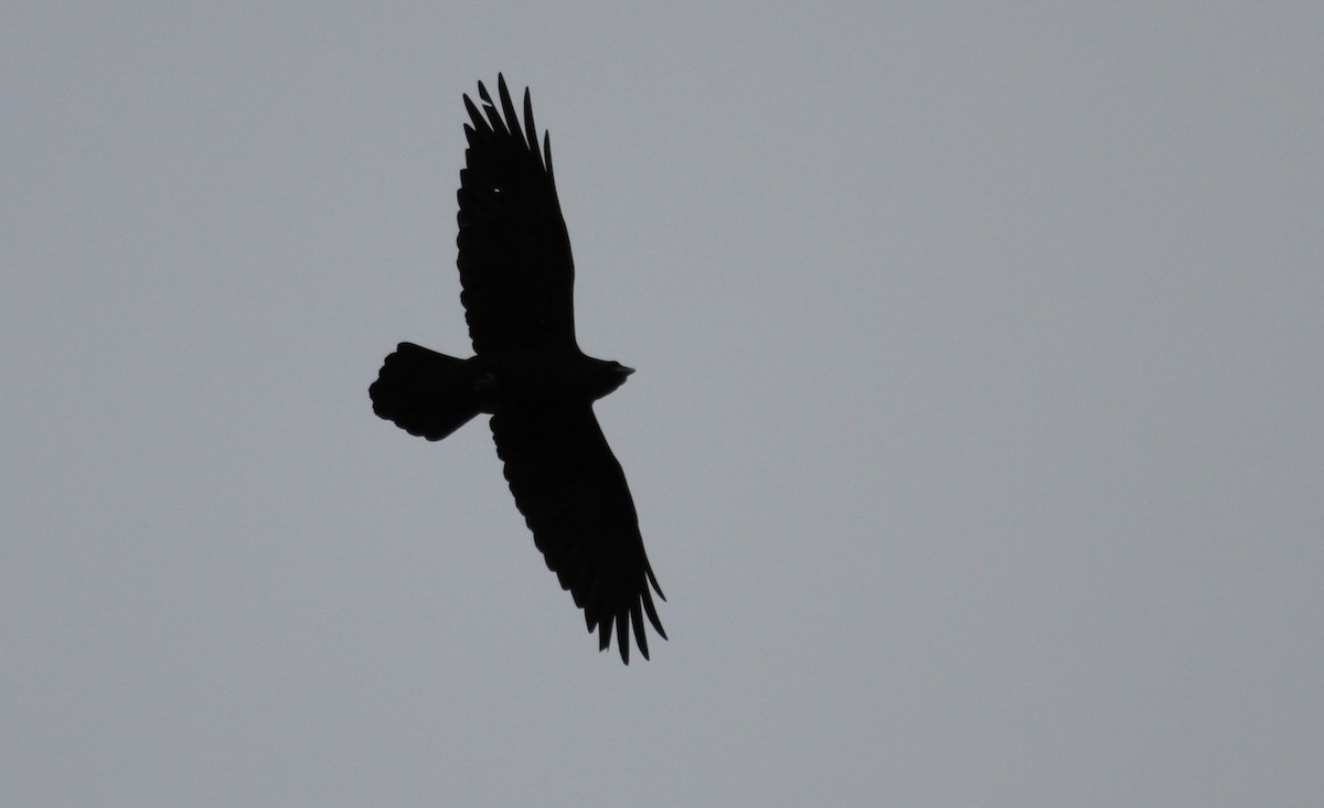 Common Raven - ML647464601