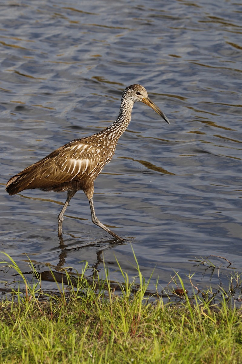 Limpkin - ML647464602