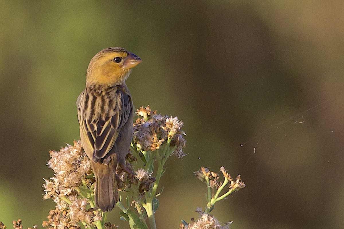 Baya Weaver - ML647464603