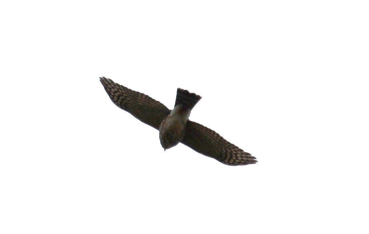 Sharp-shinned Hawk - ML647464604