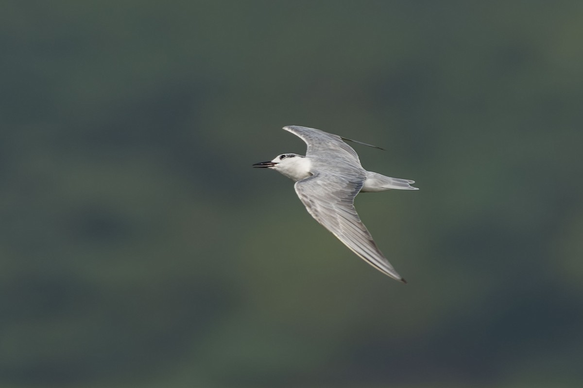 黑腹燕鷗 - ML647464605