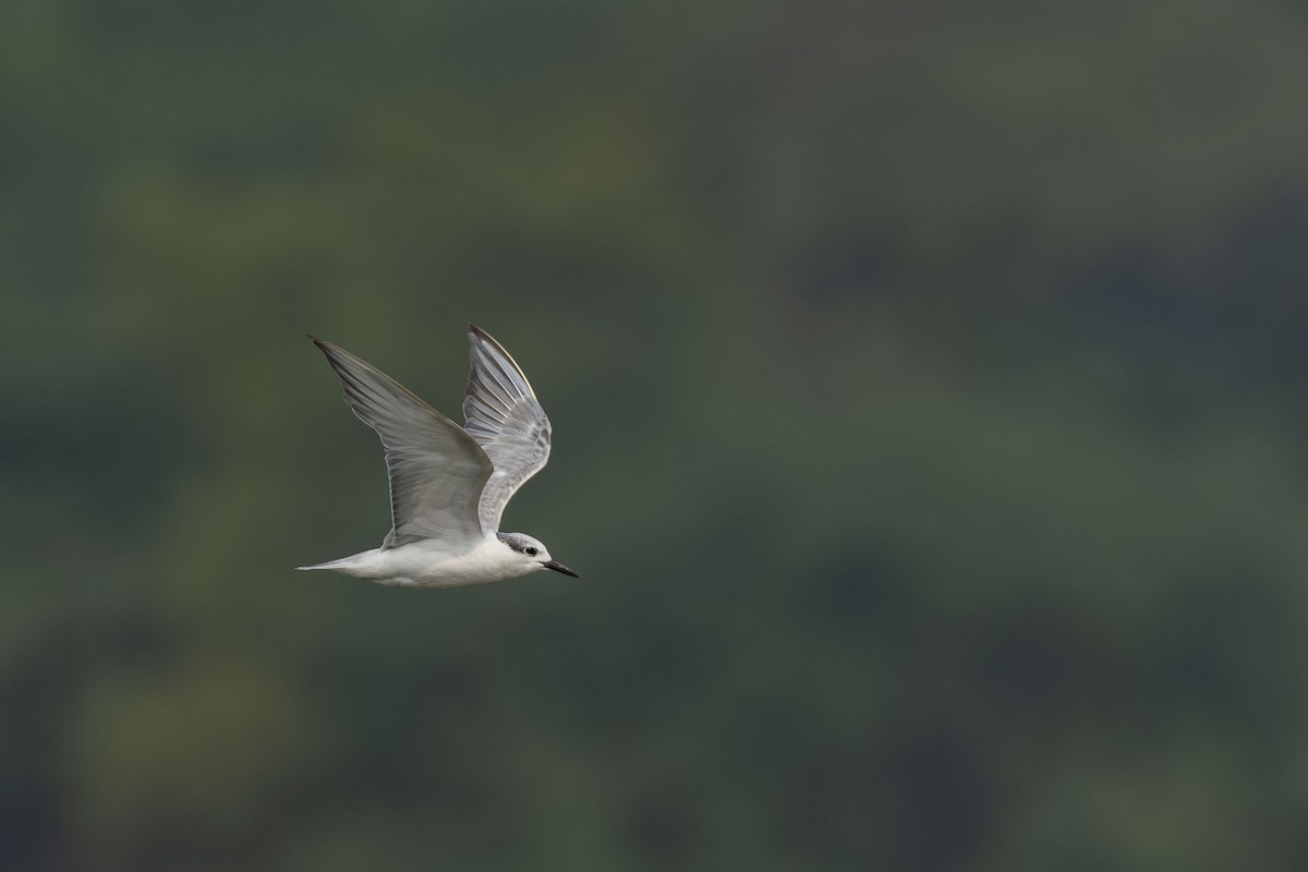 黑腹燕鷗 - ML647464606