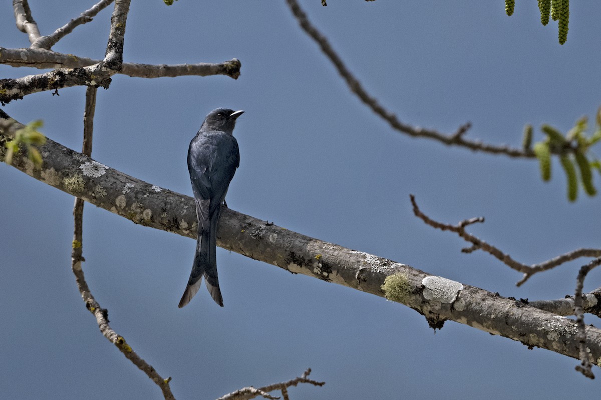 灰卷尾(longicaudatus群) - ML647464607