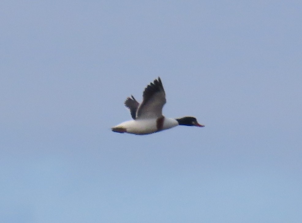 花鳧 - ML647464608