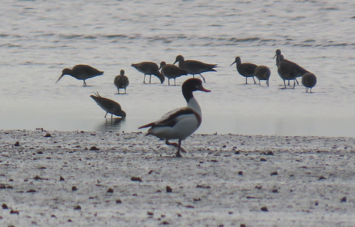 花鳧 - ML647464610