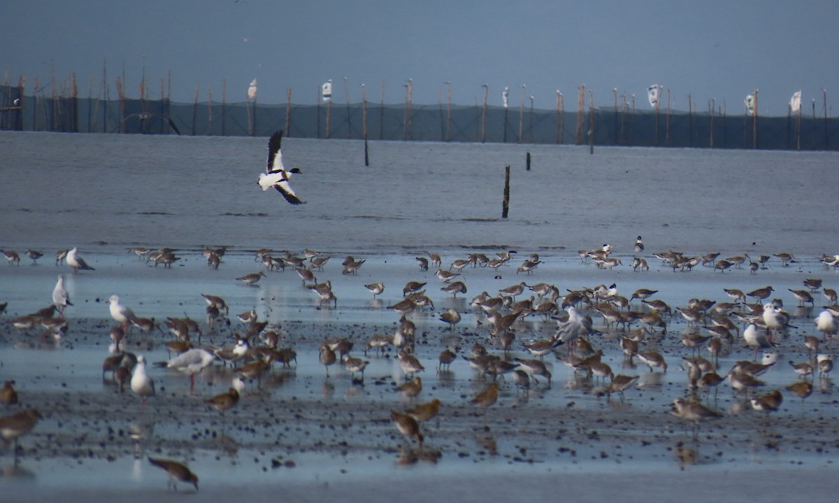 Common Shelduck - ML647464612