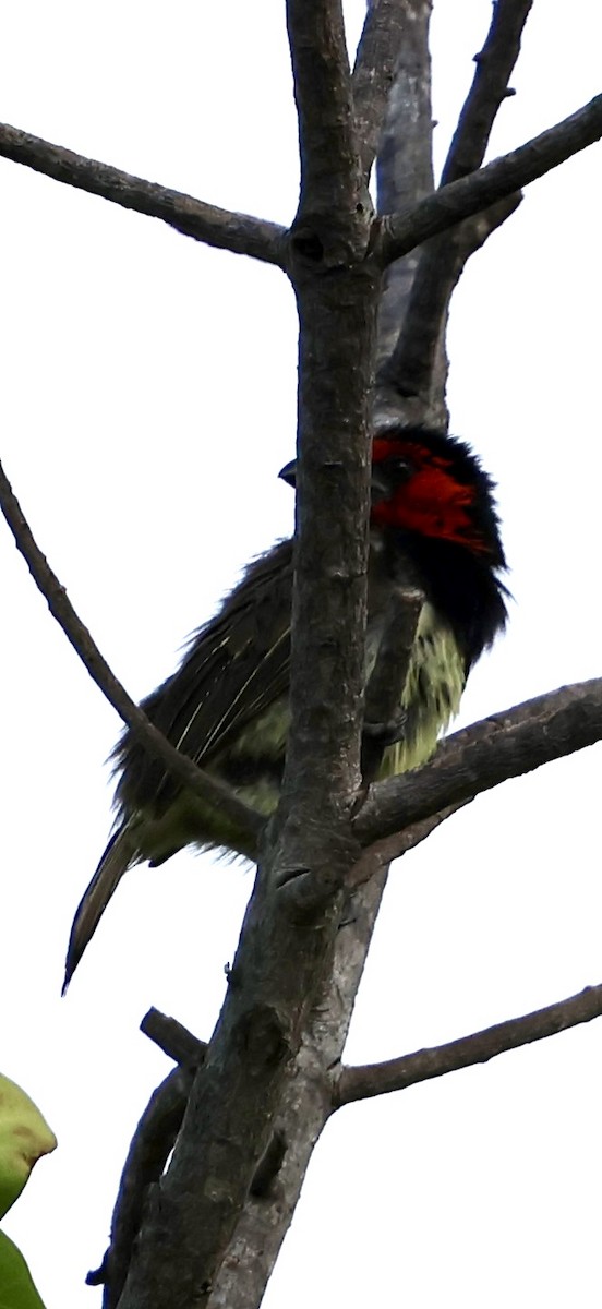 Black-collared Barbet - ML647464613