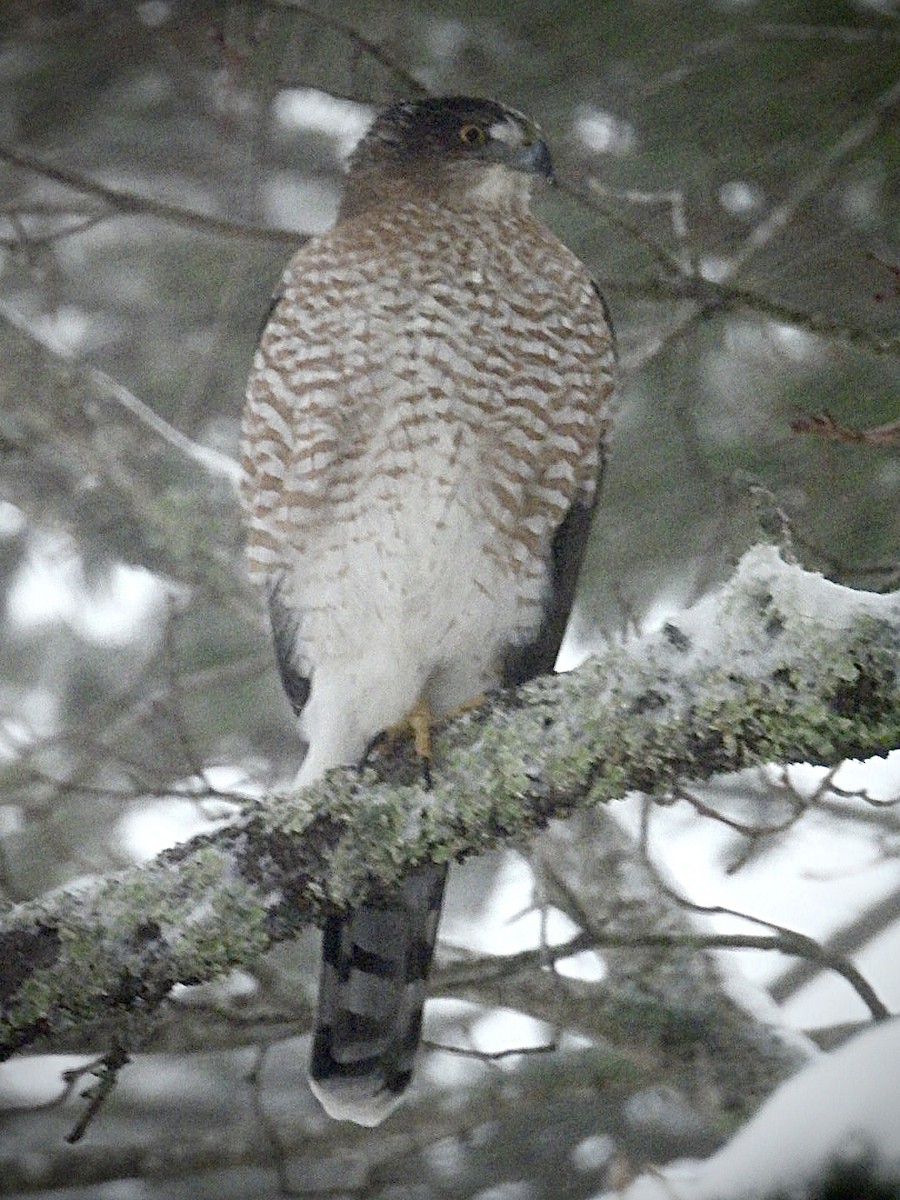 Cooper's Hawk - ML647464617