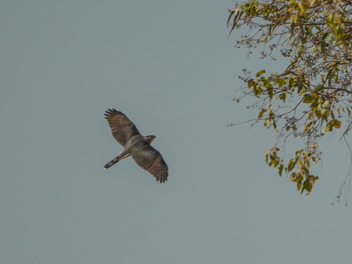 Sharp-shinned Hawk - ML647464622