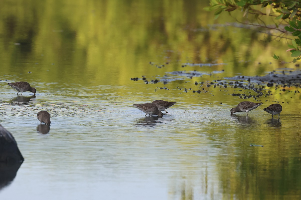 Short-billed/Long-billed Dowitcher - ML647464624